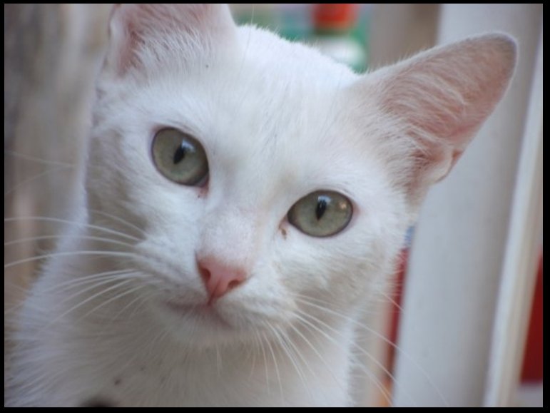 RapazaAzul tweet media