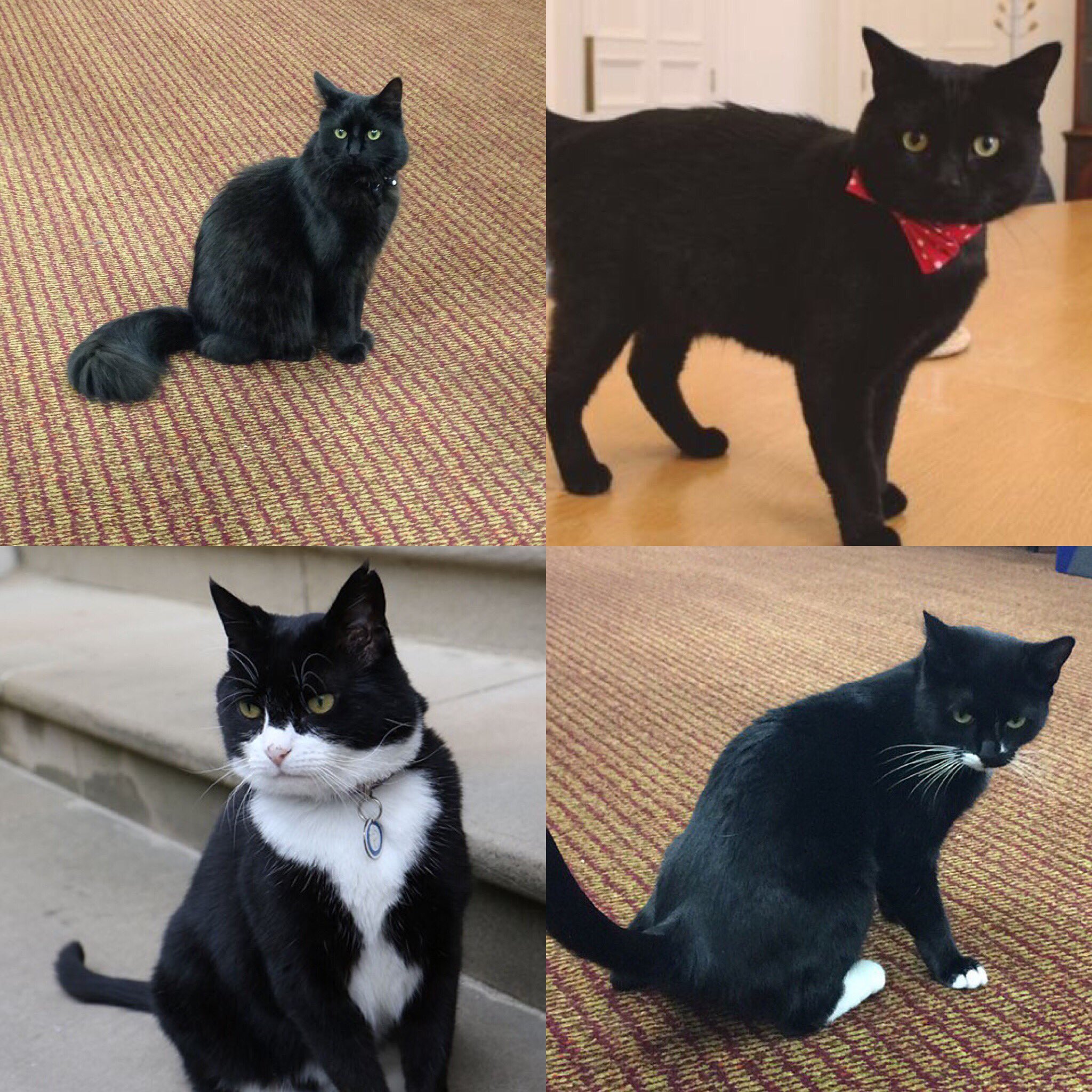 Palmerston the Cat on Twitter: "Black cats are the least likely to be