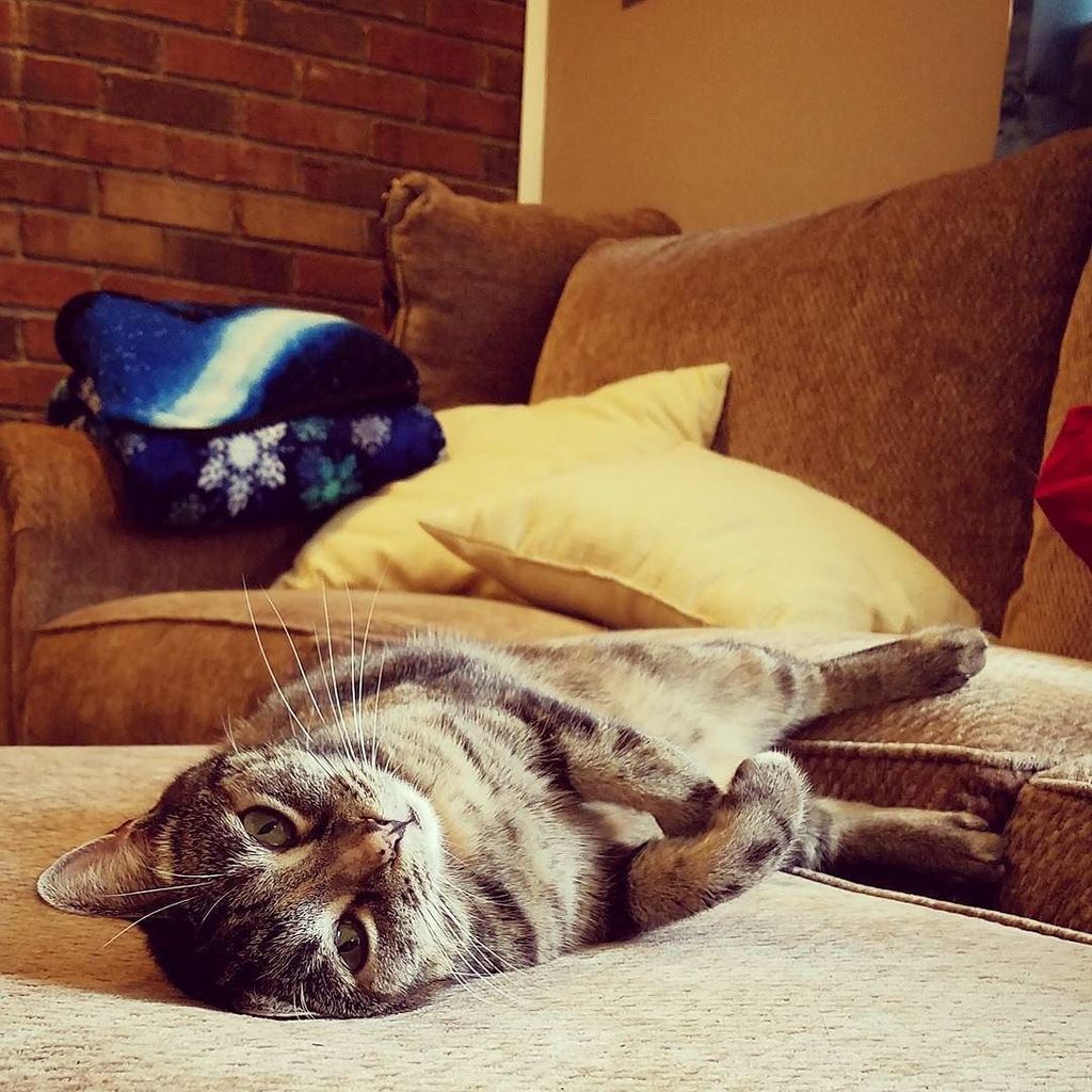 kaylinrenee13's tweet photo. Ilia Garnet has a hard life. π #catsofinstagram #sillyilly #catmom #catchild #iliagarnet #happythursday #behindthehourglass https://t.co/VbZZfLNt8X