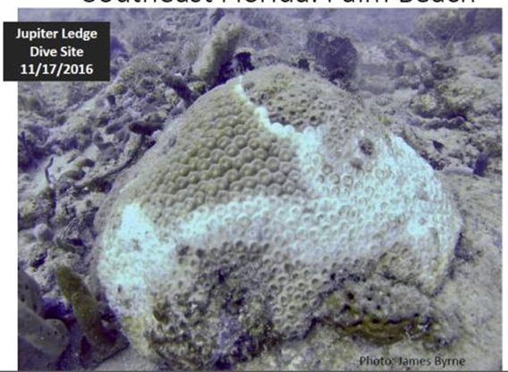 guyharveymagazine.com/Article/post_d… Fundraising $1 Million for #artificialreefs was reached resulting from the #GuyHarveyMagazine Summer 2017 feature!