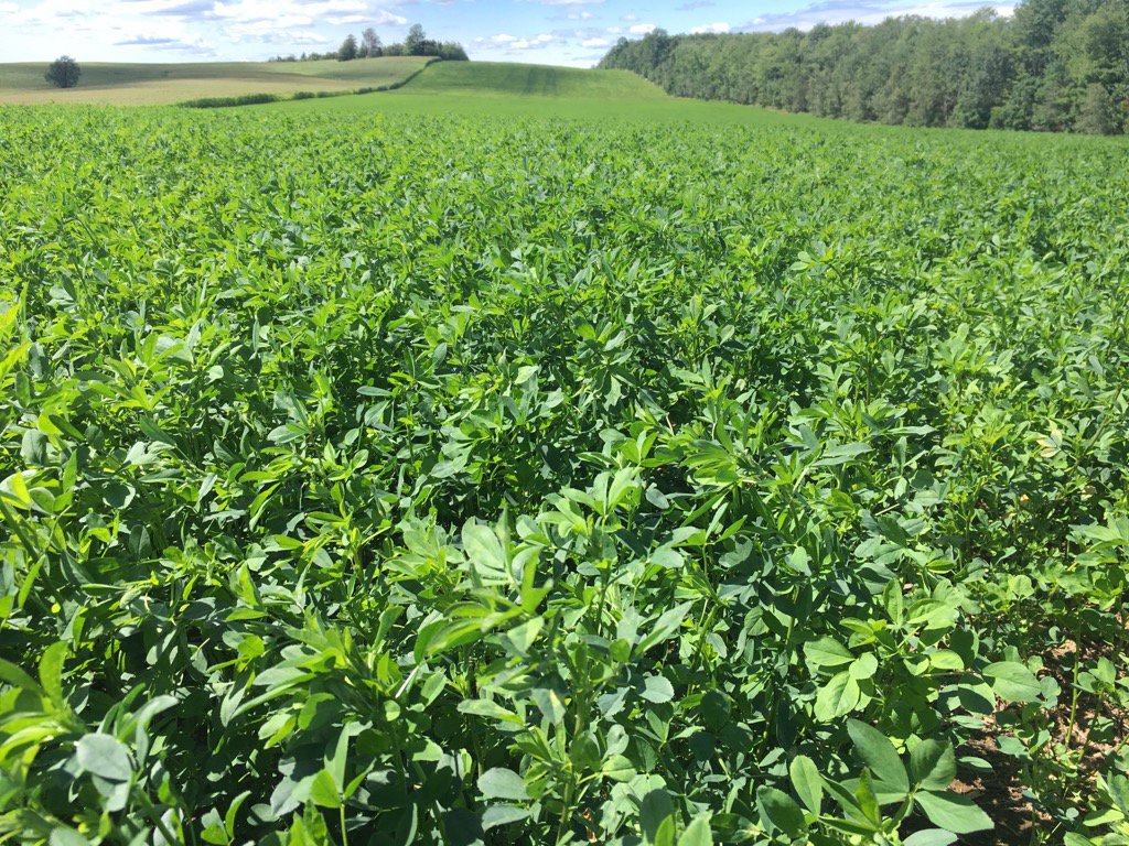 Forage4cows's tweet image. Pioneer HarvXtra traited alfalfa looking great in Nova Scotia! Sprayed round up for weed control.