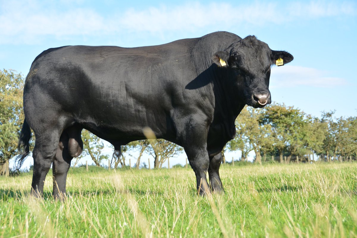 FellLaneAngus's tweet photo. Our first homebred @AberdeenAngusUK bull out with the cows, nice feeling after AI for years. https://t.co/Rq3bFqJk4V