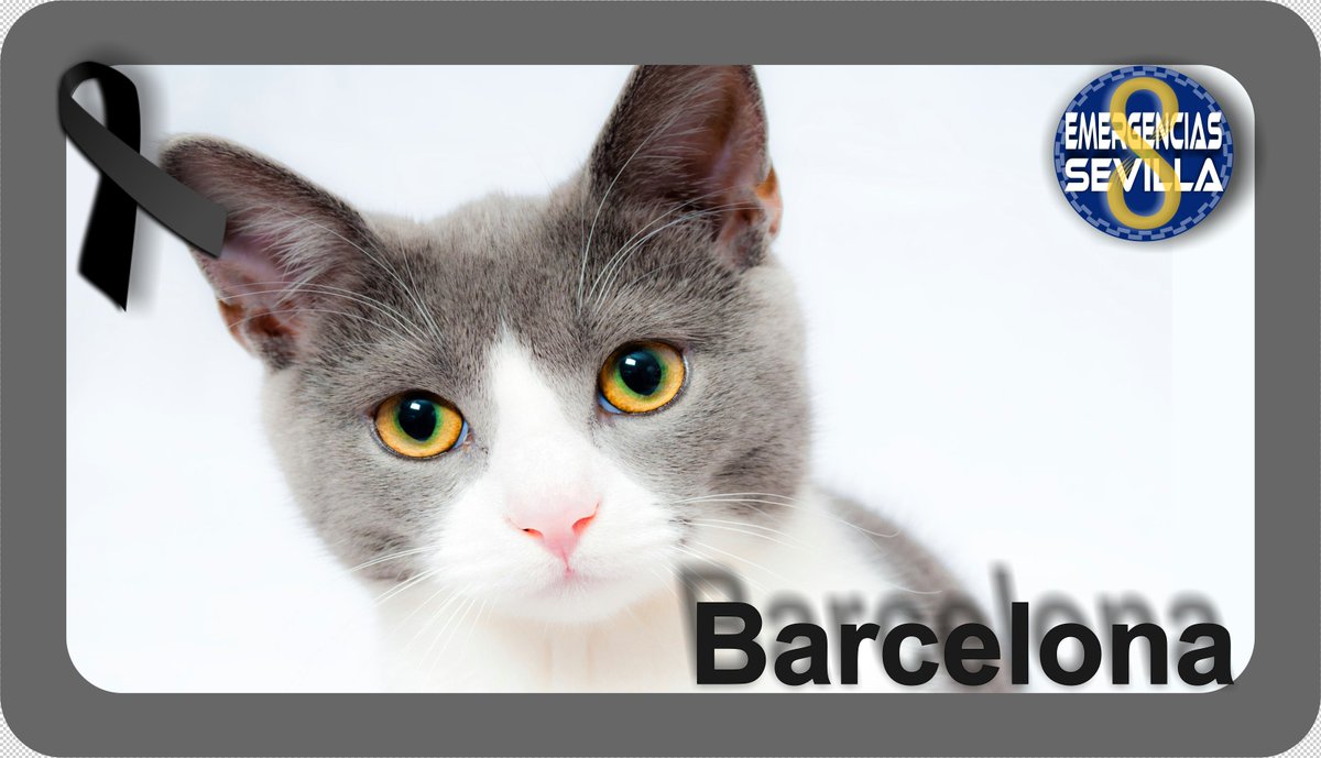 EmergenciasSev's tweet photo. No difundas imágenes de víctimas #Barcelona #LasRamblas
Inunda redes sociales con #gatos
Cuantos más gatos, menos repercusión #Socialmedia https://t.co/nekxFpTELL