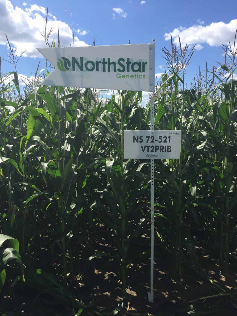 NSGeneticsCA's tweet photo. Very excited about the progress of our New #NS72-520 #VT2PRIB short season grain corn at Shilo Mb strip trial Aug. 10. #corn https://t.co/rj1tlSlBhX