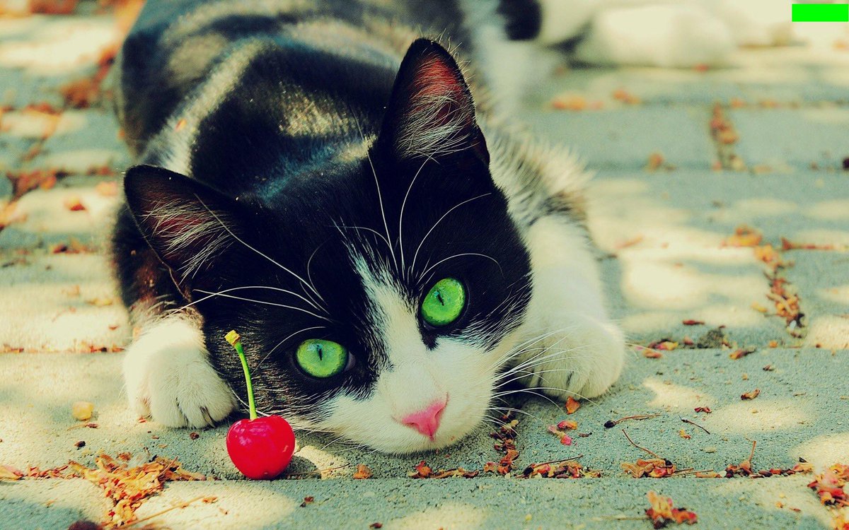 vostSPAIN's tweet photo. Pedimos que NO se divulguen imágenes del atentado en #RedesSociales y también en medios de comunicación - A lot of cats in Barna! https://t.co/MJhaeTKcDX