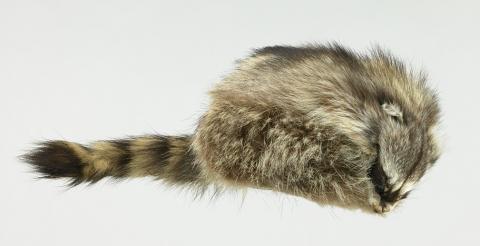 amhistorymuseum's tweet photo. King of the wild frontier? Today in 1786: Davy Crockett is born. The saga of his coonskin cap: https://t.co/JtFoWXwYaW https://t.co/pgwAtH1ck8
