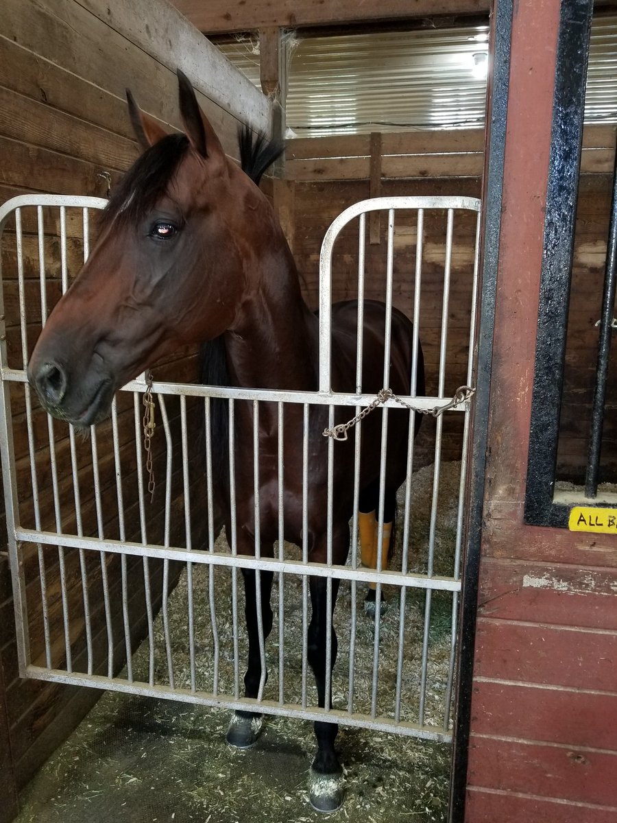 Frank Baldachino (@buildfgb) on Twitter photo All Bets Off with the "No one wants a piece of me stare" Sunday <a href="/gotiogadowns/">Tioga Downs</a> in the Roll With Joe Stake!!
#Allbetsoff #justwinbaby All Bets Off with the "No one wants a piece of me stare" Sunday <a href="/gotiogadowns/">Tioga Downs</a> in the Roll With Joe Stake!!
#Allbetsoff #justwinbaby