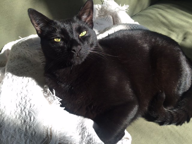 RulaSinara's tweet photo. "I know it's #blackcatappreciationday. If you really appreciated me, you wouldn't have woken me up." #grumpycat #catnaps #cluelesshumans https://t.co/nopWCozt3r