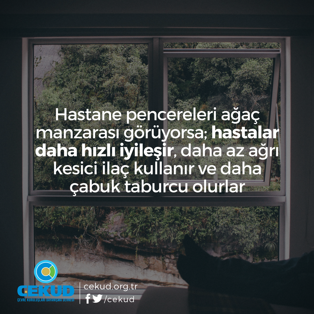 cekud's tweet photo. Hastanelerin çevresi neden ağaçlandırılmalı?

Kaynak: https://t.co/JzYXS8AjD7 https://t.co/oWy8sxdojI