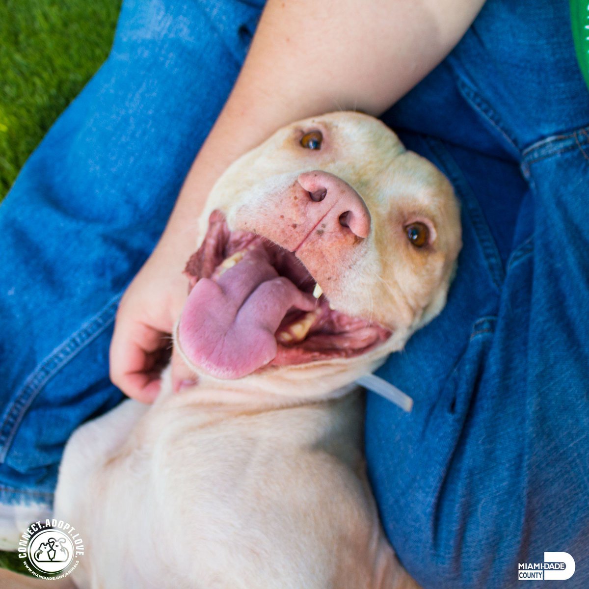 AdoptMiamiPets's tweet photo. Kano #A1883822 loves to give cuddles and wet kisses. Give him a second chance at love - adopt him today! #Miami #BigMutt #FurryFriend https://t.co/014MG8sxrS