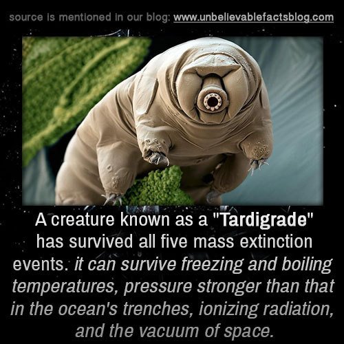 angrycandy1's tweet photo. @ohgoddickie Tardigrade. Hard to believe there's no Tardigrade Man in the Avengers; he would single-handedly kick so much ass. https://t.co/fjrMFomTj2