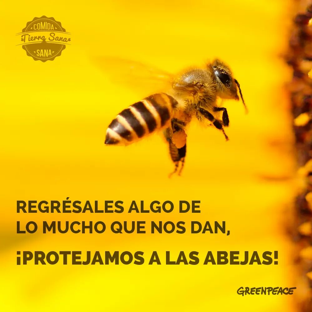 Greenpeace México tweet media