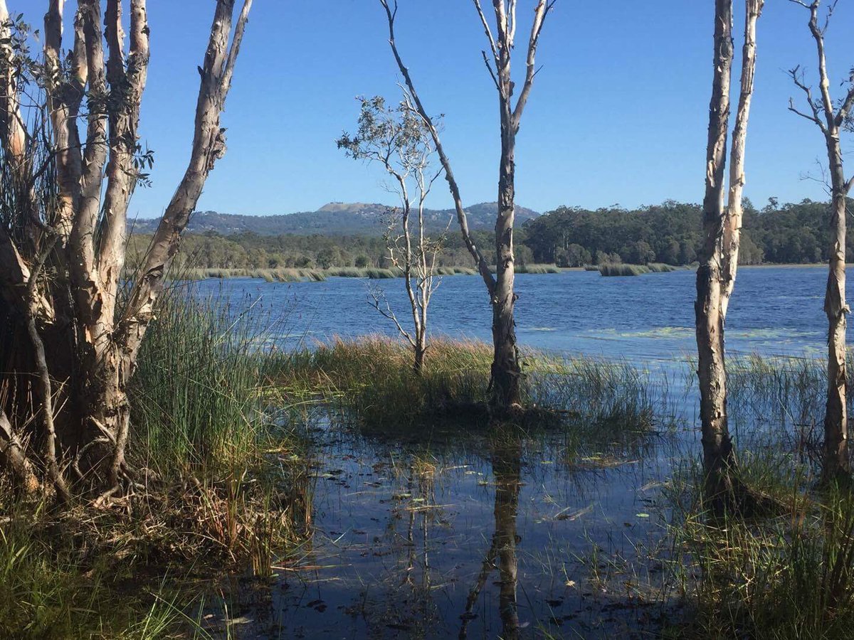 Vivystravels's tweet photo. This is a short walk from the car park. Such a nice area to visit and explore #dam #bike #bushwalk #sunshinecoast #mooloolah #qld https://t.co/uBatz2LK2x