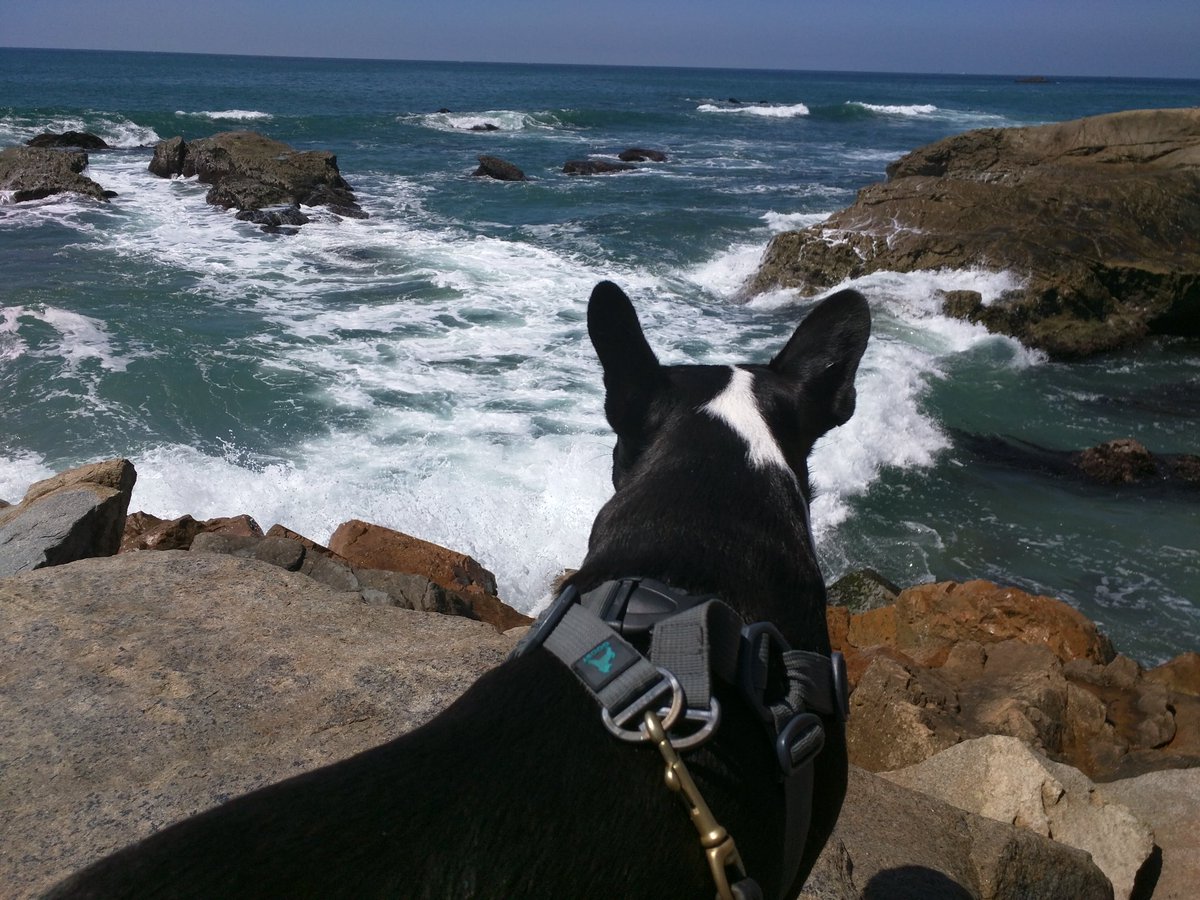 MyDogsPoopDaily's tweet photo. A poo-pee 💩💦 by the sea https://t.co/HV5XgQ4CFJ