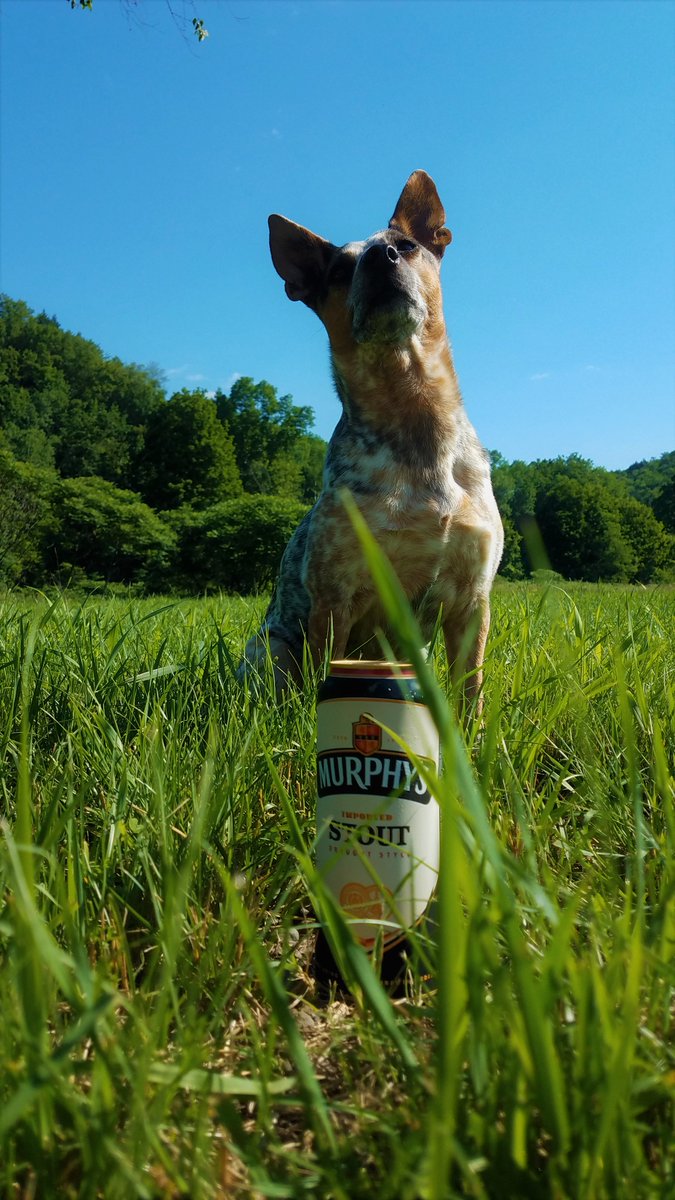 MurphysStoutUS's tweet photo. Meet Betsy, the Cattle Dog. The newest member of #MurphysMutts.
#MurphysStout #ThePeoplesStout #beer #stout #ilovebeer #instabeer #dogs https://t.co/tVJmPGqU2B
