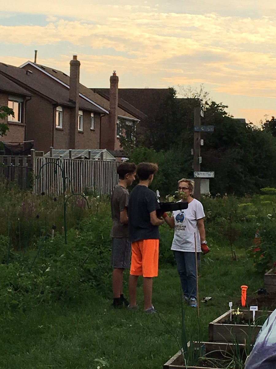 YRFoodNetwork's tweet photo. Experienced gardeners mentoring #youth #volunteers at our #GrowingtoGive #CommunityGarden! #GrowbackThursday https://t.co/2FkdNUJOot