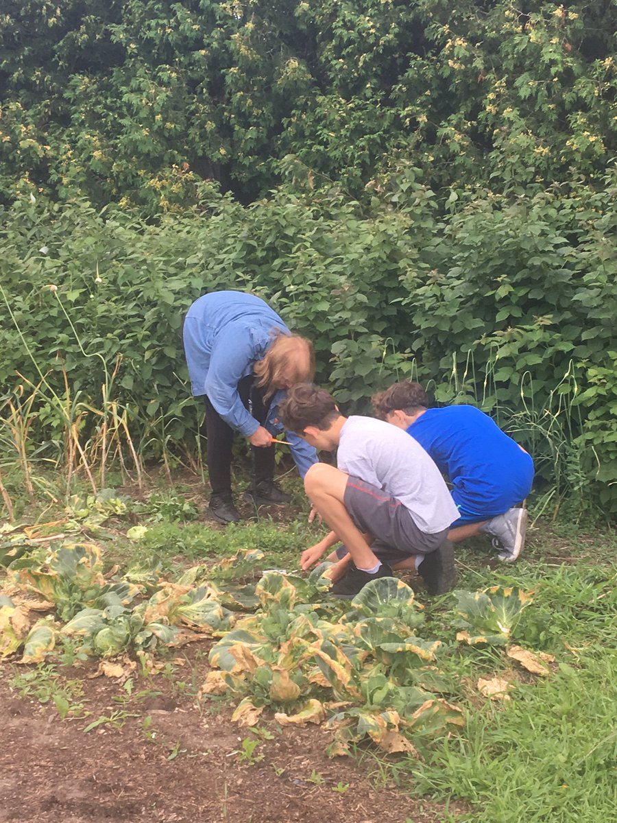 YRFoodNetwork's tweet photo. Experienced gardeners mentoring #youth #volunteers at our #GrowingtoGive #CommunityGarden! #GrowbackThursday https://t.co/2FkdNUJOot