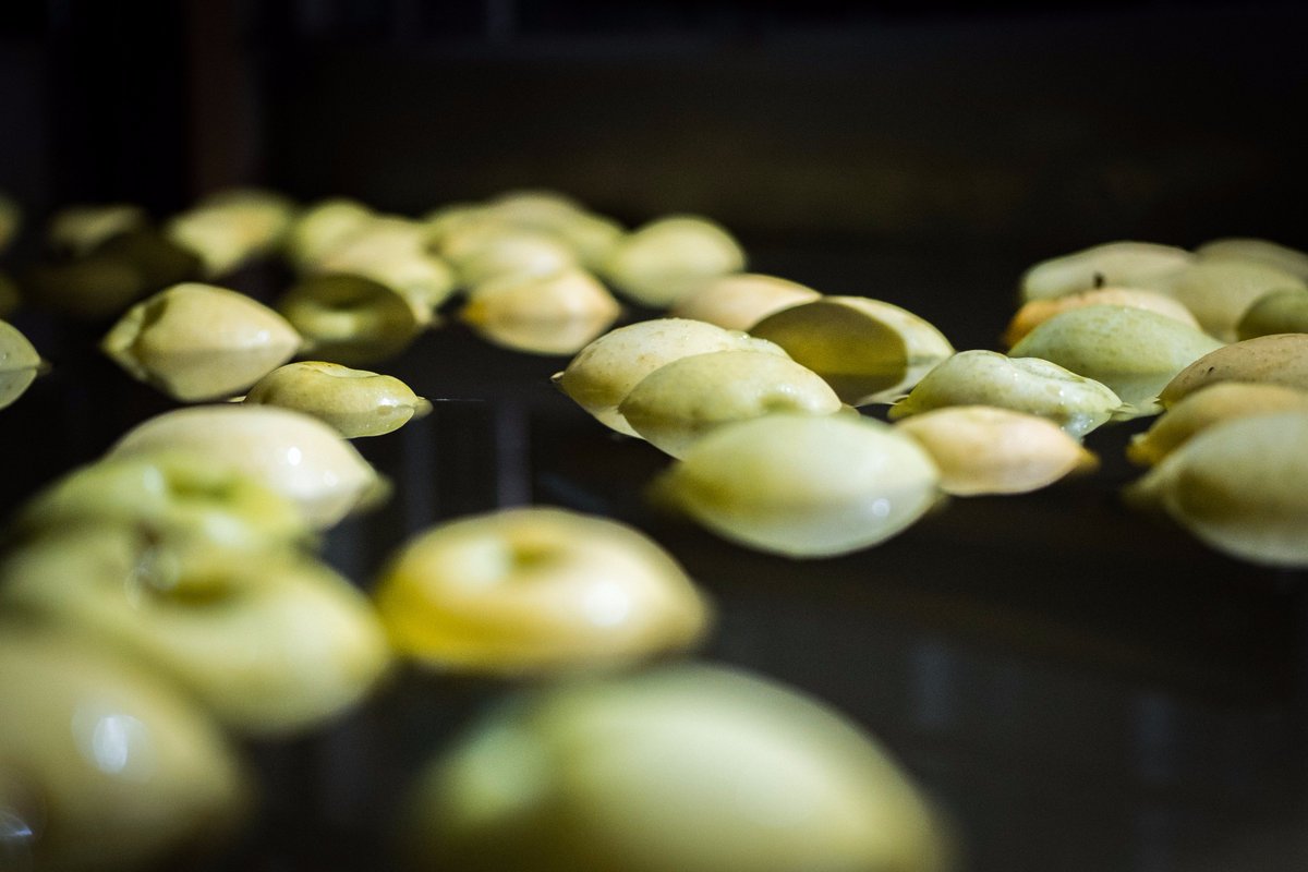 TheAppleWorks's tweet image. Apples in the tank ready for washing. #appleworks #indianagrown #freshproduce