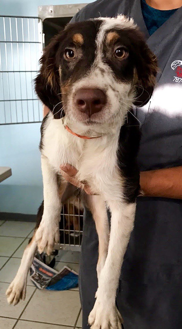 TheSatoProject's tweet photo. The gorgeous Lily Marie will arrive via #MissionPossible8 & is searching for a family! Pls share or fill out an app https://t.co/Lm1KZ4FLu8 https://t.co/YipHTbMDNJ
