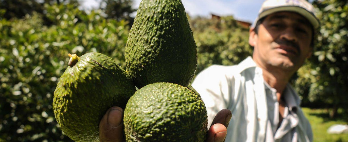 GGroxanaaguirre's tweet photo. #Coyuntura Colombia se prepara para conquistar el mercado mundial del aguacate, incluido Estados Unidos https://t.co/Q1KVorBdSQ vía @el_pais https://t.co/yWwrymbZ3R
