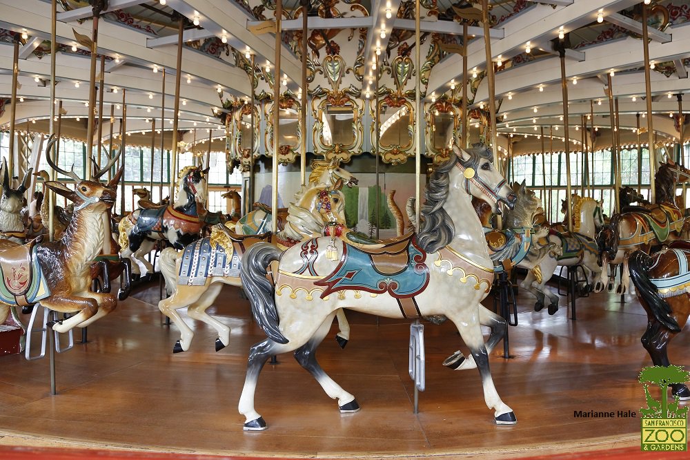 sfzoo's tweet photo. Join us for a special #MembersMorning on 8/21 to celebrate the eclipse! Members are invited into the park early at 9 w/ free carousel rides! https://t.co/TQdxLqyCb3