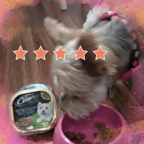 Ruthie loves the New York Strip steak flavor! https://t.co/P1igLhLziD<a href="/tag/contest"class="tags"><span>#contest</span></a><a href="/tag/olayatwalmart"class="tags"><span>#olayatwalmart</span></a>