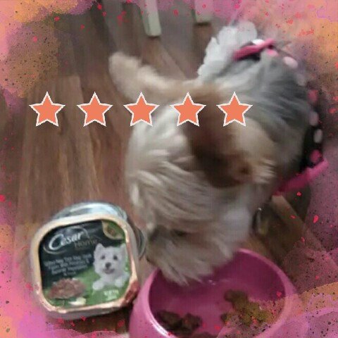 #ceaserfaveflavor #newyorkstripsteak #influnster #contest five stars from us! Ruthie loves New York strip<a href="/tag/ceaserfaveflavor"class="tags">#ceaserfaveflavor</a><a href="/tag/newyorkstripsteak"class="tags">#newyorkstripsteak</a><a href="/tag/influnster"class="tags">#influnster</a><a href="/tag/contest"class="tags"><span>#contest</span></a>