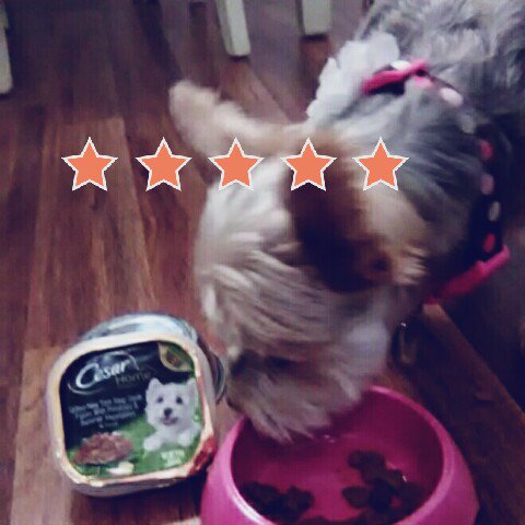 #CesarFaveFlavor #contest @influenster  Ruthie loves  New York strip flavor! https://t.co/Hwbn8BAEA2<a href="/tag/cesarfaveflavor"class="tags">#CesarFaveFlavor</a><a href="/tag/contest"class="tags">#contest</a>