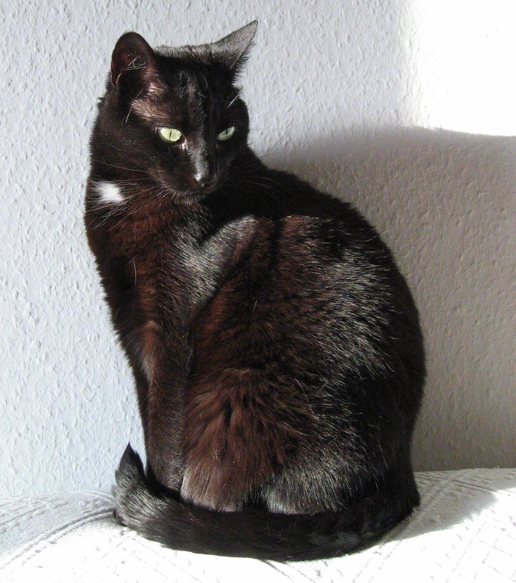 Miss_Jim's tweet photo. @TreasuryMog Lucky 🍀 number 13 – Katze! https://t.co/5ZIoEutGh3