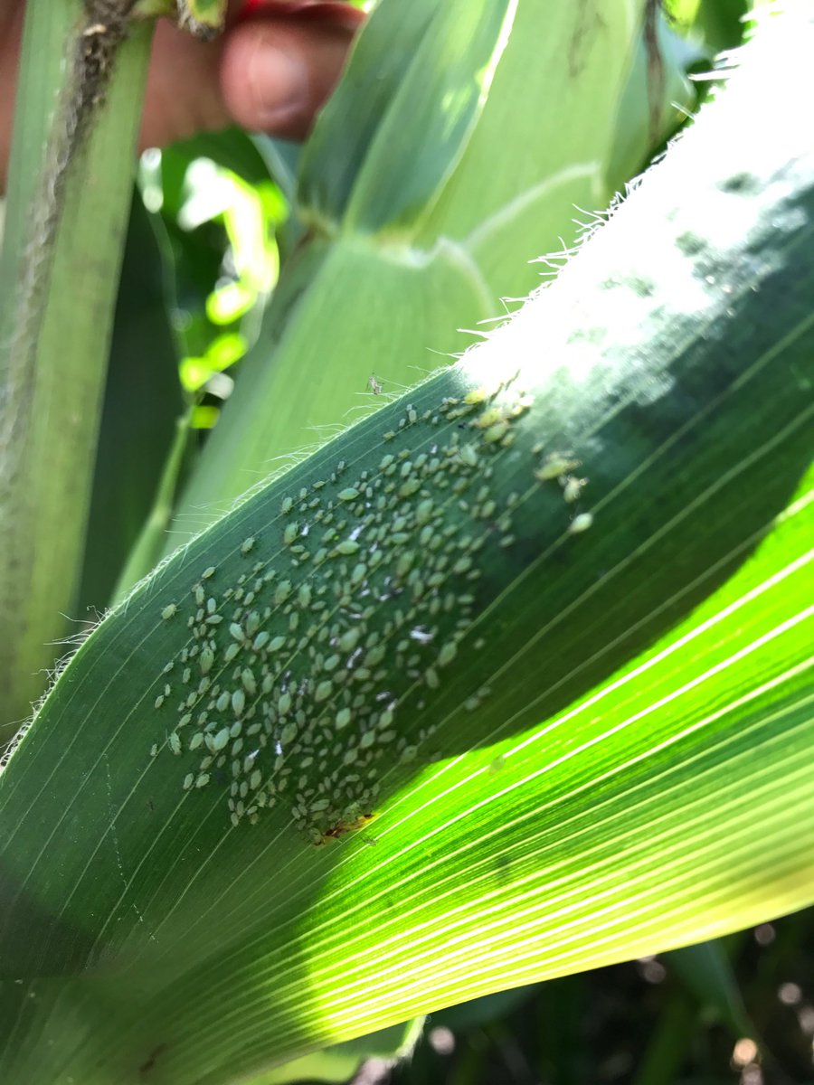 Corn aphids showing up by Granville.