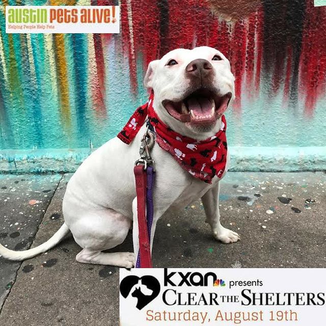 austinpetsalive's tweet photo. We need your help to get all the pups and kitties in the shelters into forever homes! #ClearTheShelters https://t.co/mGnYP6dVnZ https://t.co/NWZ3XGQNrB