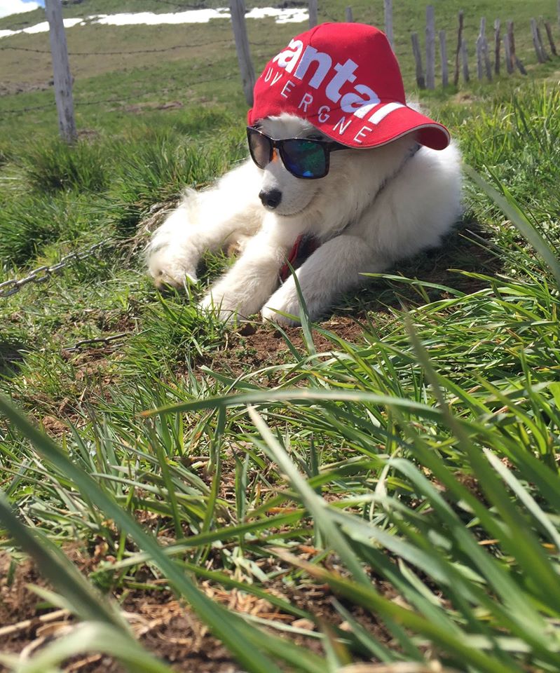 Un petit chien du Cantal .