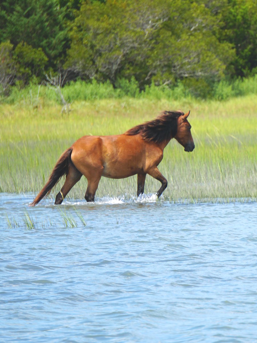 loribalch2's tweet photo. @CrystalCoast_NC  Wild Ponies on Carrot Island https://t.co/EkCf6URBFY