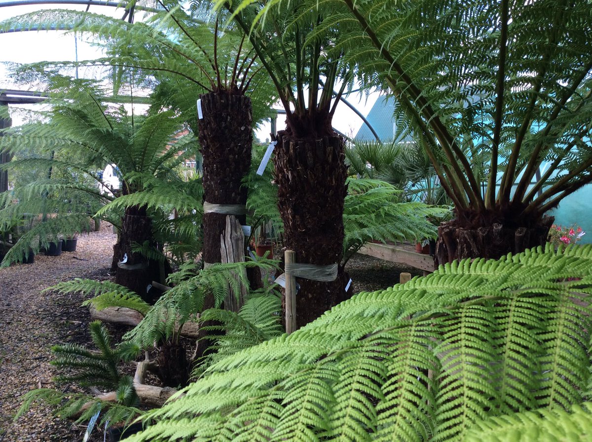 Exoticgardenco's tweet photo. #Treeferns 20% off #retailprice,#Dicksonia,#Australiatreeferns,#exoticplants,#aldeburgh,#thesuffolkcoast,#rainforest,#essentialSFK.#orford. https://t.co/9J7PQ3eohN