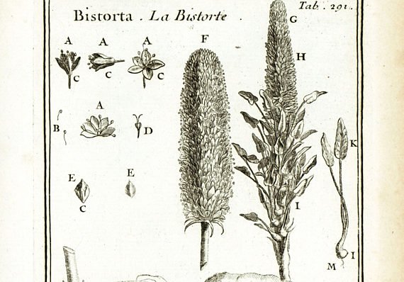 1797 Roots Rhizome Stem Flower Bistort Antique Botanical Lithograph Natural History Wall Art Home Decor