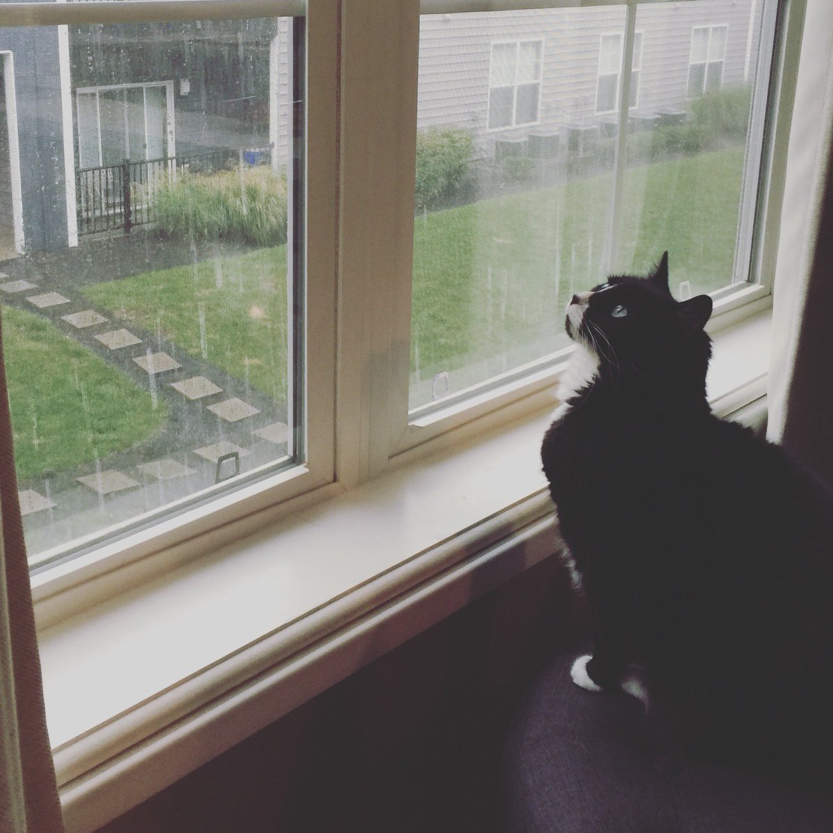 The1adydeath's tweet photo. "Whoa.  Huge rain drops!"-Argyle https://t.co/11vhMO4at0