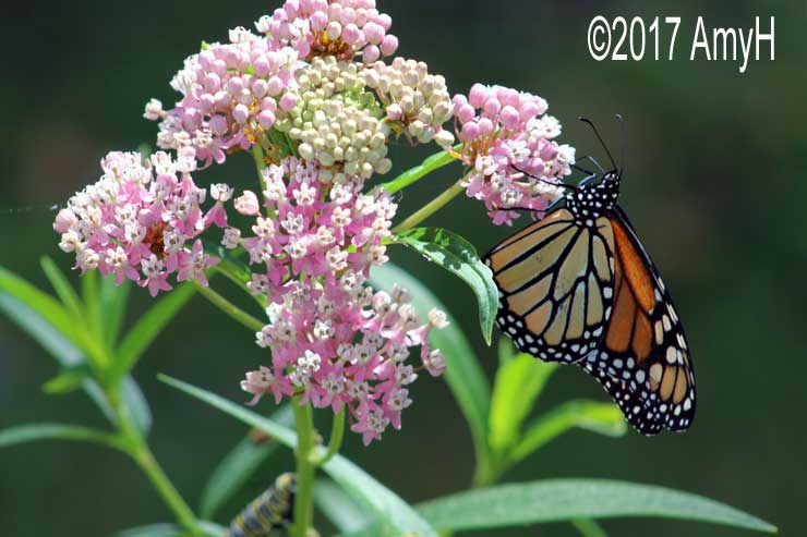 mercblues's tweet photo. My little butterfly is back again... ๐ #justsnapped #photography #canon #butterflies #CanonFavPic @CanonUSAimaging https://t.co/BhSWrUCazX