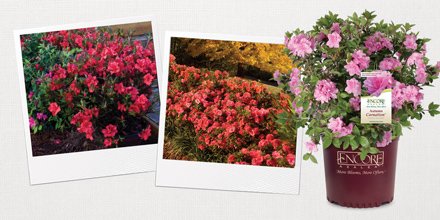 EncoreAzalea's tweet image. Looking for a shrub with year-round #gardenappeal? We have 31! Learn more about #EncoreAzalea's attributes here. ow.ly/44xA30etZor