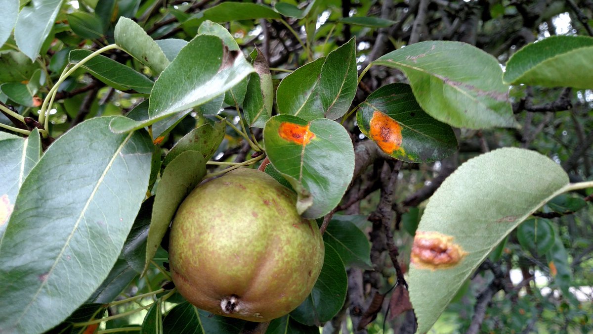 Pear Trellis Rust is here again!