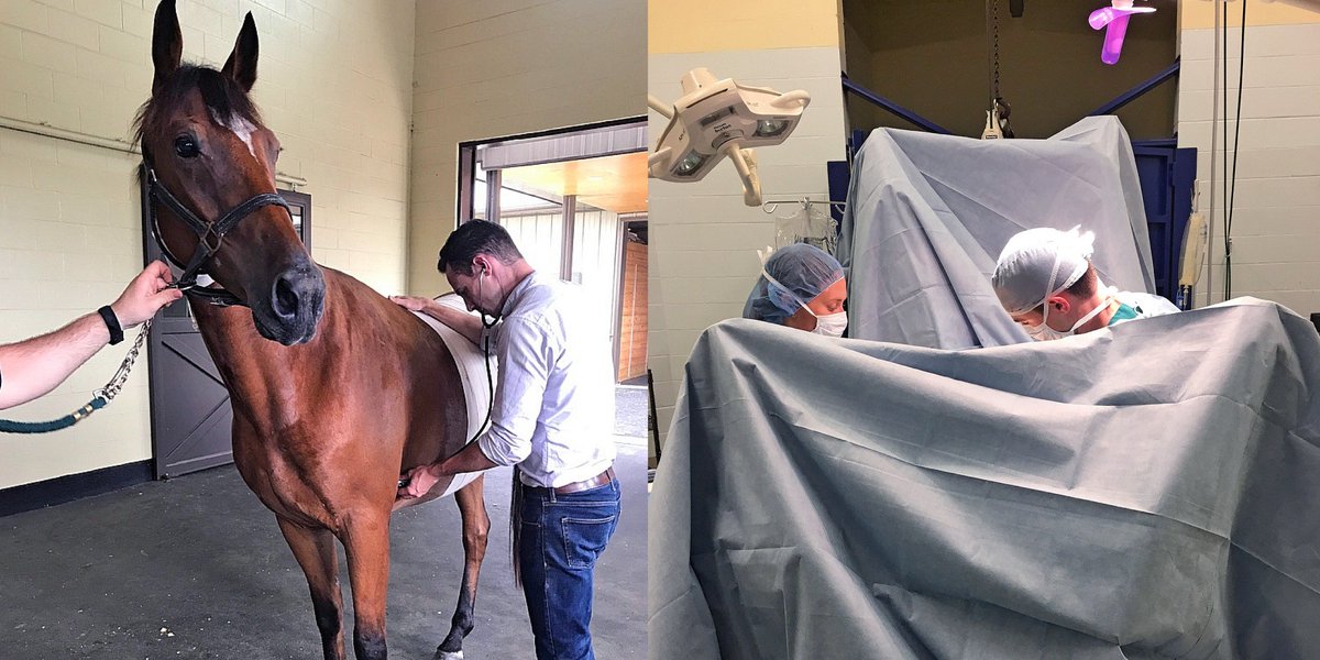 TryonEquine's tweet image. RSVP for our upcoming seminar 9/7 at 6:30pm where Dr. Loftin will be discussing colic in horses -  goo.gl/Wob5Nz