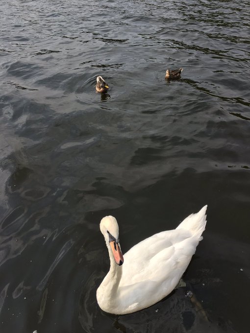 Just watching swan and duck🦆hahaha https://t.co/Mwoa6YPGG1<a href="/tag/wbc2023"class="tags"><span>#wbc2023</span></a>