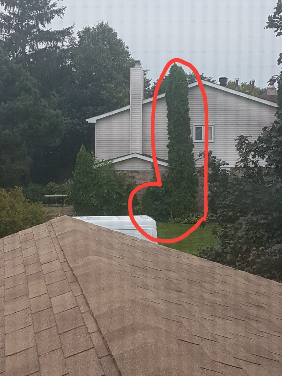 tikitonic's tweet photo. Only took me 11 years to notice this magestic topiary my neighbour has been cultivating. https://t.co/vpdiakPYXo