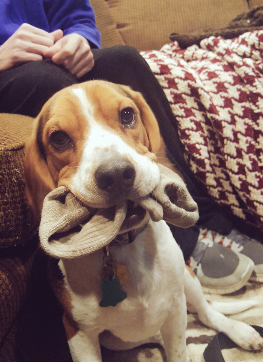 There is a strong correlation between owning #beagles and missing socks. #beaglefacts