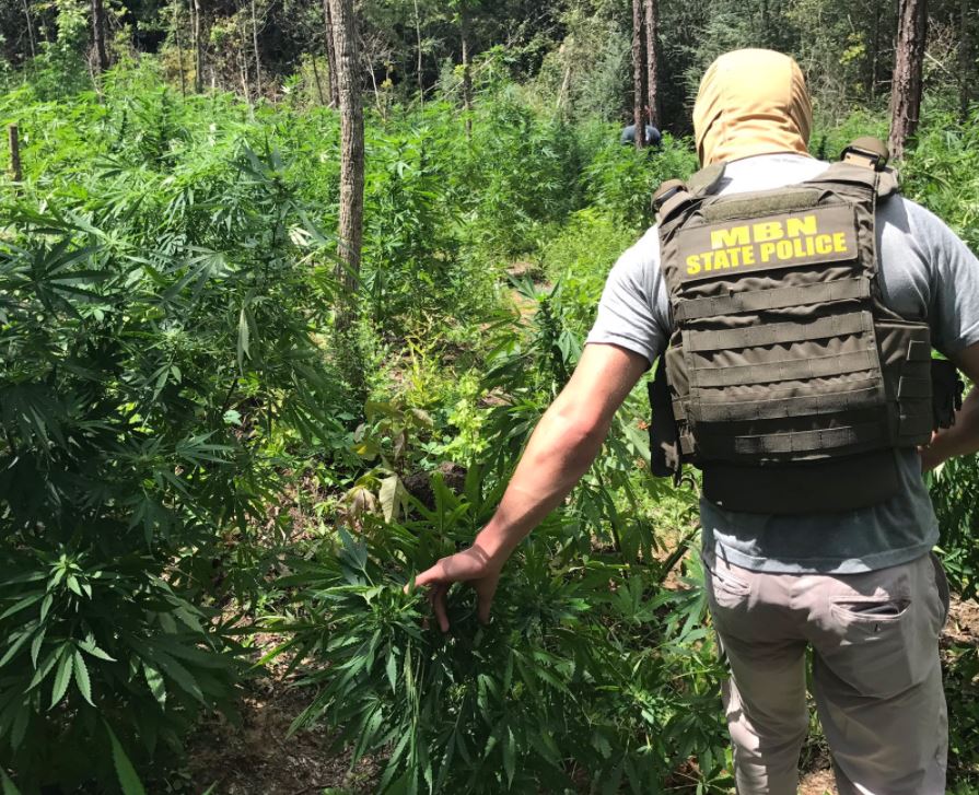 WLOX's tweet photo. Four acres of marijuana growing fields discovered in MS https://t.co/mmLfiYpAcX https://t.co/ZGRmHGtMsR