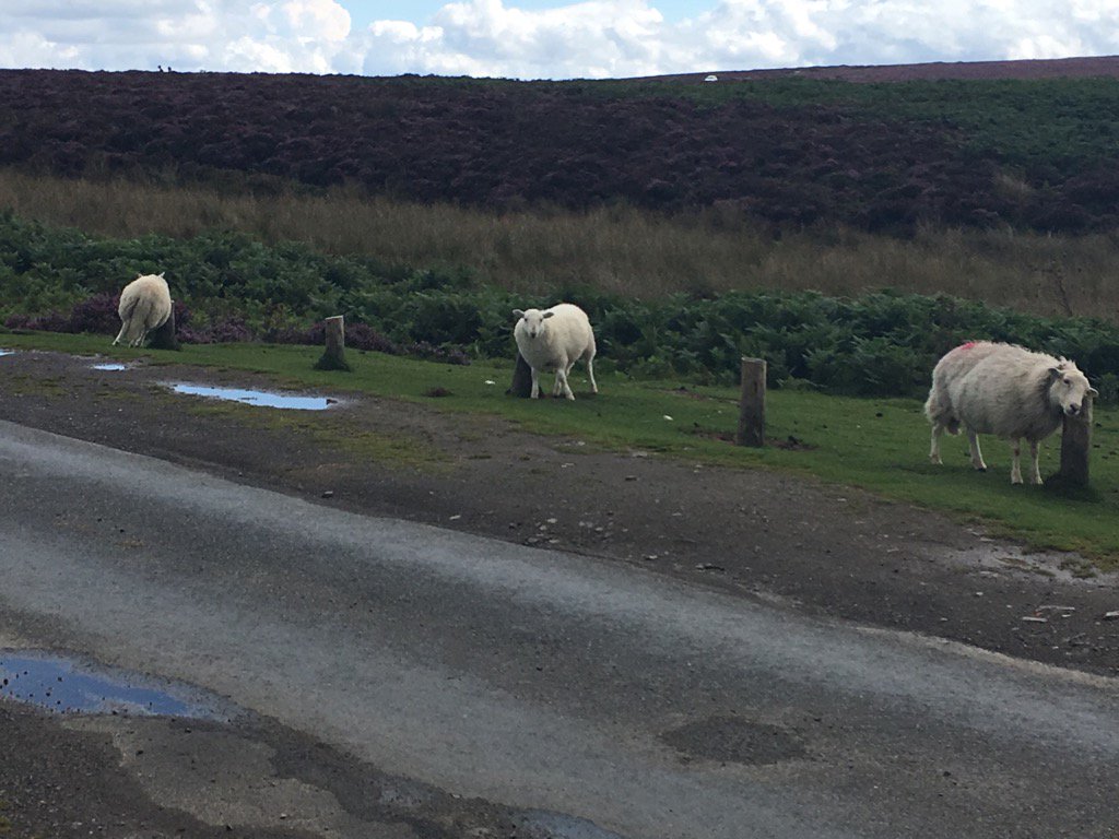 AllanTurnock's tweet photo. Scratching posts for sheep on the Long Mynd https://t.co/gfwzbaN9ZN