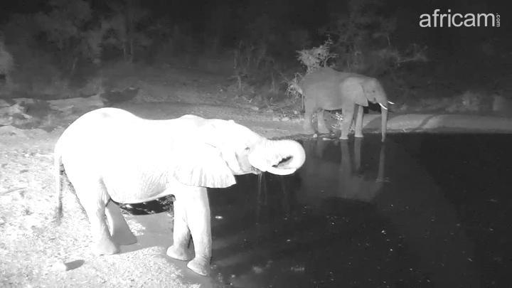 CSSDelivers's tweet photo. AfriCam from Naledi Watering hole @KrugerNational Park, @CSSDelivers @KP24
https://t.co/6Kd0Sr0VPm
#BattingForRhinos #CSSdata #CSS_cares https://t.co/Yef614YR2z