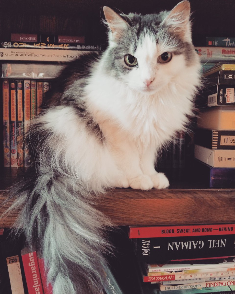starbearstudio's tweet photo. Filed under 'P' for panda #cats #mycats #pandabutt https://t.co/Ix4woQKllk