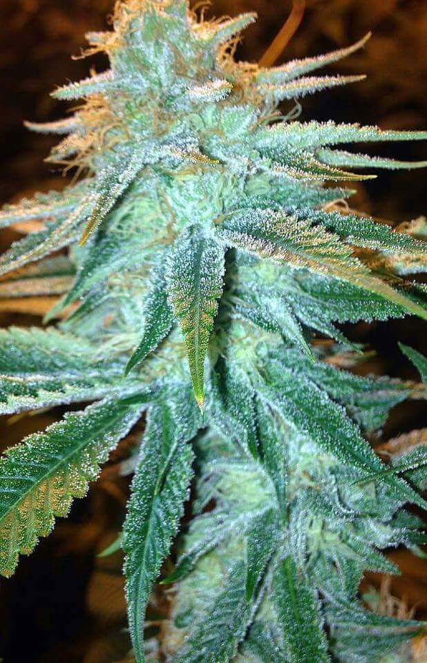 MikeRob47354384's tweet photo. @NaturallyAwaken #MikesMedicine - My #Strain ! 25%#THC 22%#CBD #Cannabis #420 #Weed #Buds  #CompassionIsLove #MMJ #Ganga #Buds #Dab #STONER https://t.co/Y3V0qm8gob