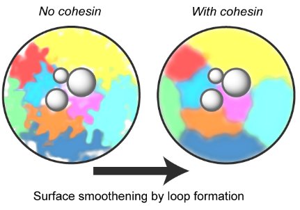 A mechanism of cohesin-dependent loop extrusion organizes zygotic genome architecture biorxiv.org/content/early/… controlled by Wapl #snHiC