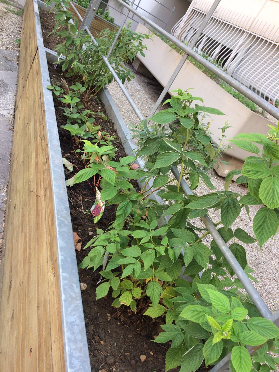 Manon_YM69's tweet photo. Contente d'avoir pu participer à ce joli projet.Merci @EstherSimen d'avoir offert aux locataires de Villa Urbana ce lieu de partage. 🌱 https://t.co/uJ2tPZnsaH